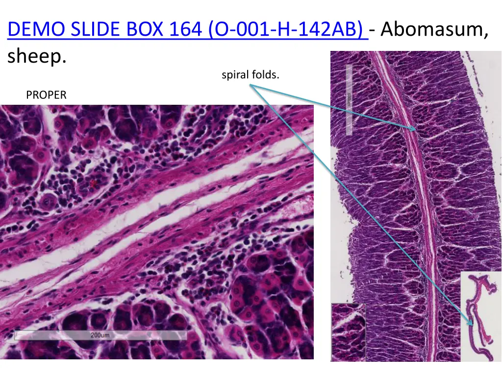 demo slide box 164 o 001 h 142ab abomasum sheep