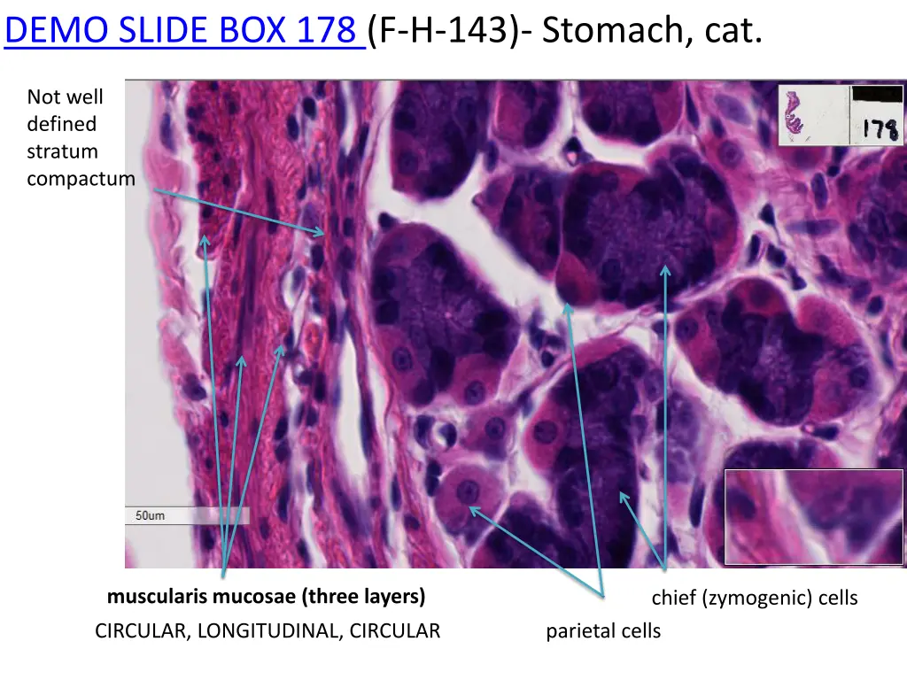 demo slide box 178 f h 143 stomach cat 1