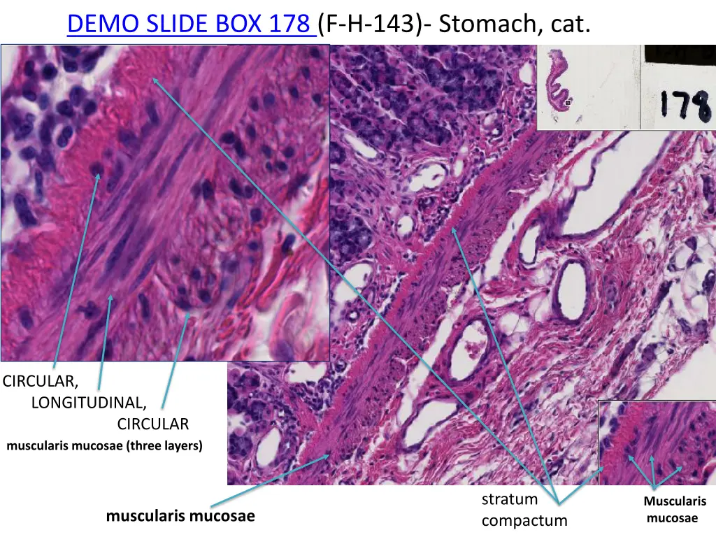 demo slide box 178 f h 143 stomach cat