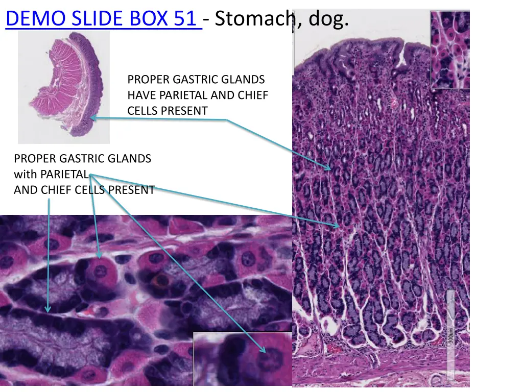 demo slide box 51 stomach dog 1