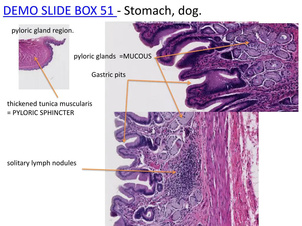 demo slide box 51 stomach dog