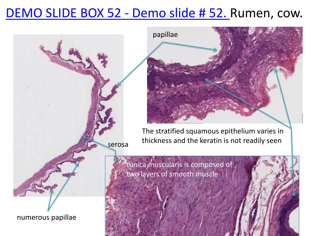 demo slide box 52 demo slide 52 rumen cow