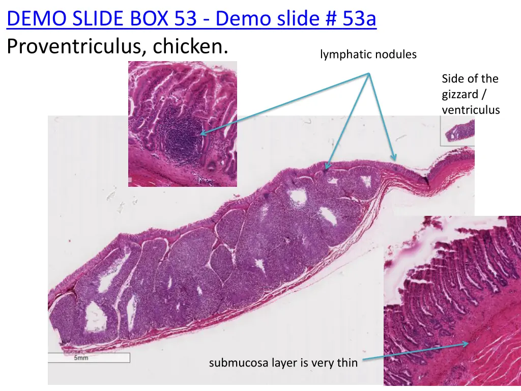 demo slide box 53 demo slide 53a proventriculus