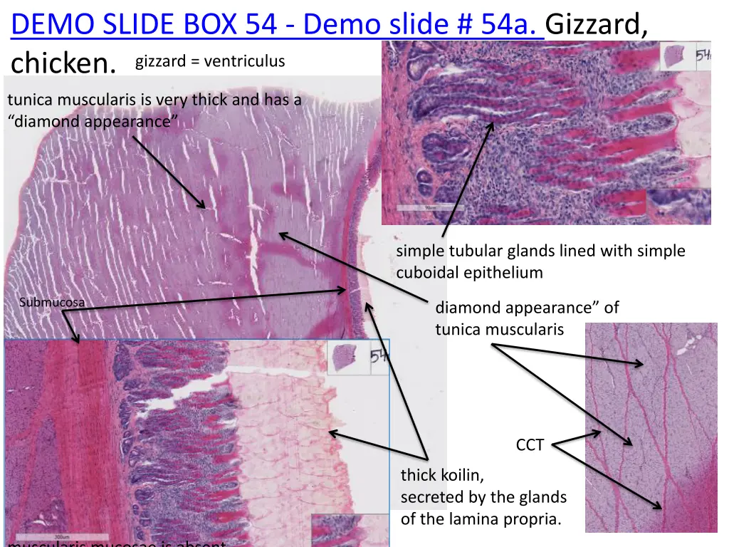 demo slide box 54 demo slide 54a gizzard chicken