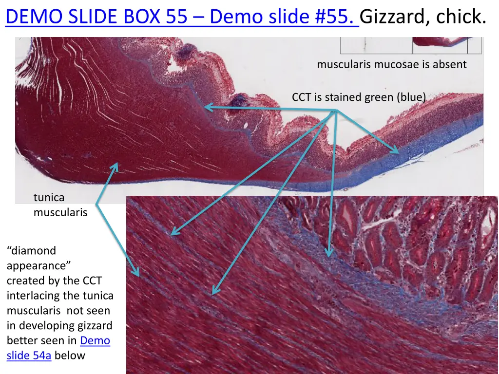 demo slide box 55 demo slide 55 gizzard chick