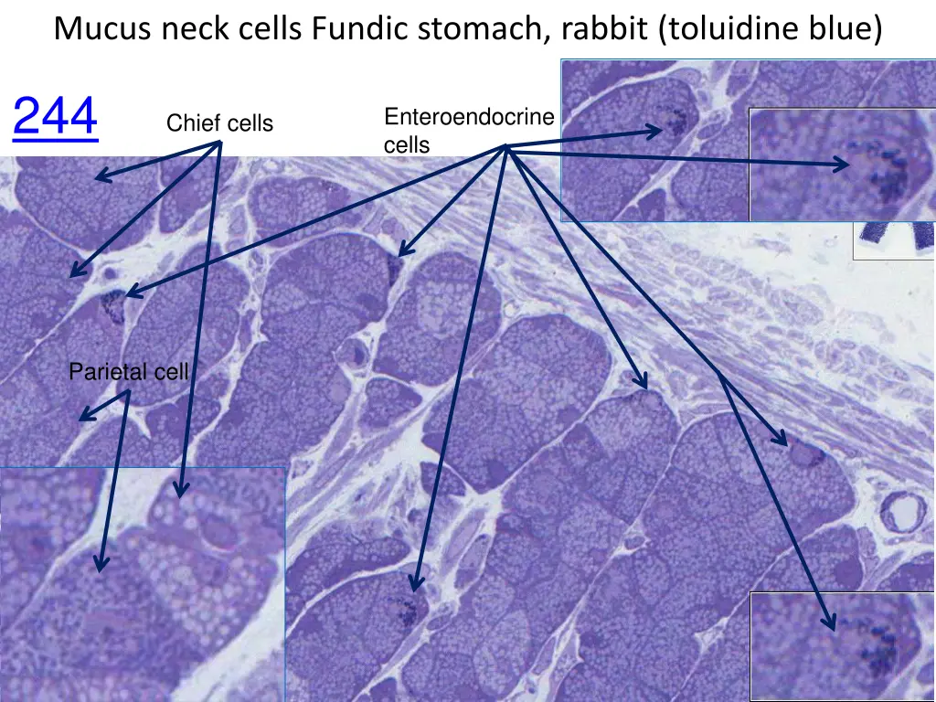 mucus neck cells fundic stomach rabbit toluidine