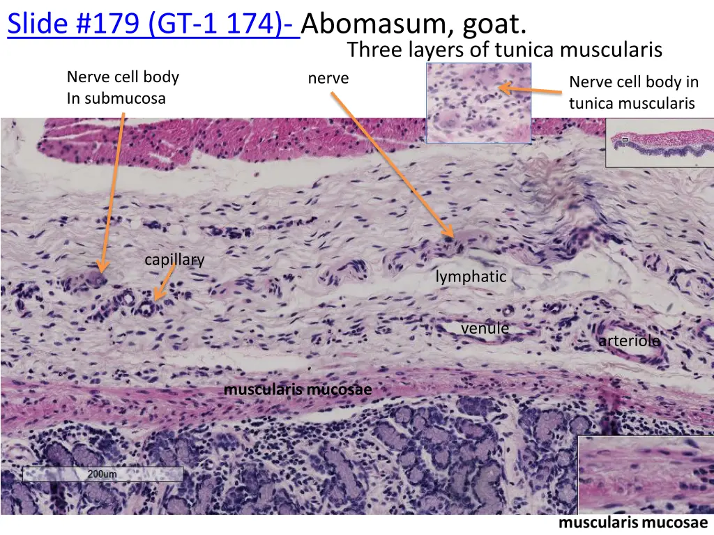 slide 179 gt 1 174 abomasum goat 1