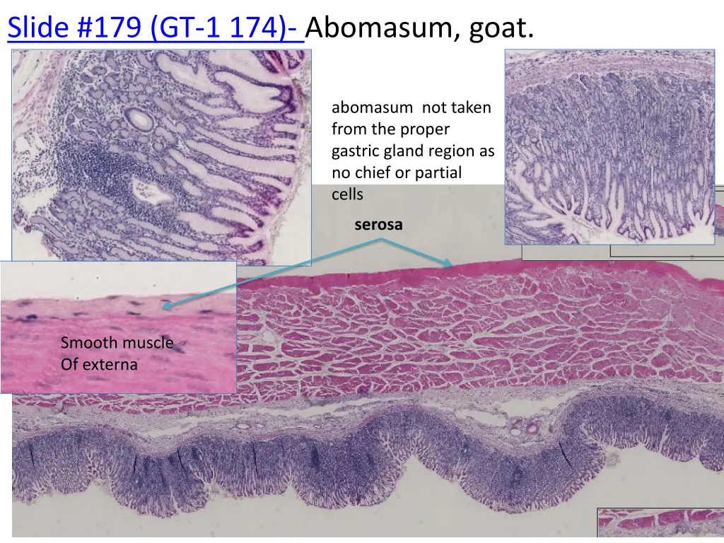 slide 179 gt 1 174 abomasum goat