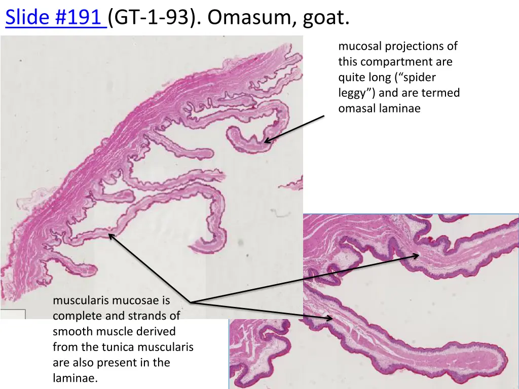 slide 191 gt 1 93 omasum goat