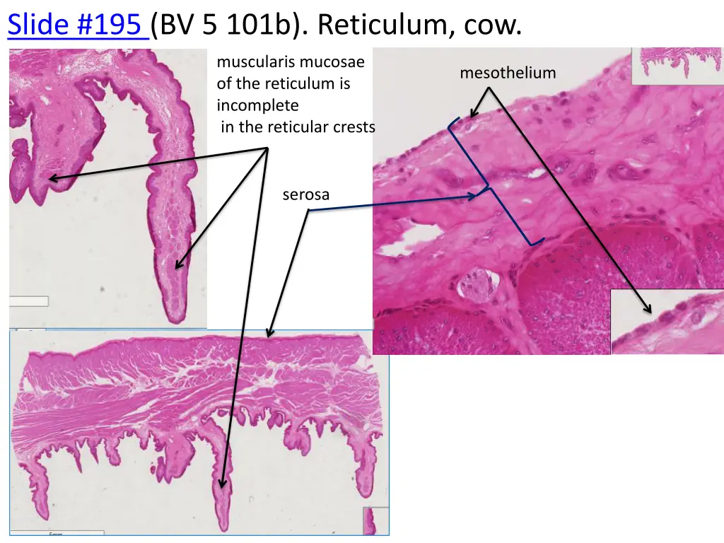 slide 195 bv 5 101b reticulum cow