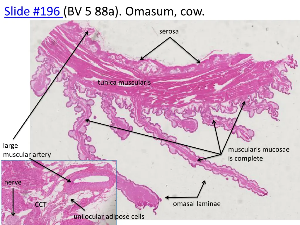 slide 196 bv 5 88a omasum cow