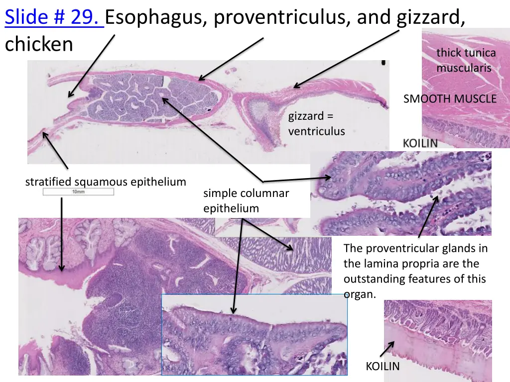 slide 29 esophagus proventriculus and gizzard