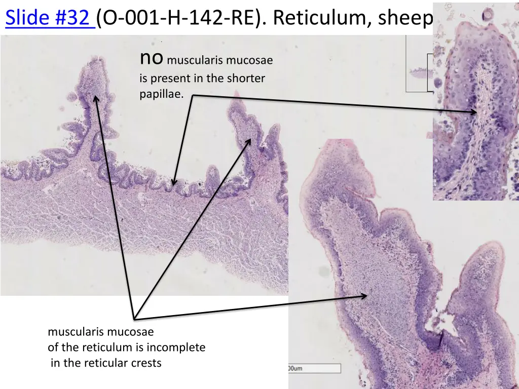 slide 32 o 001 h 142 re reticulum sheep