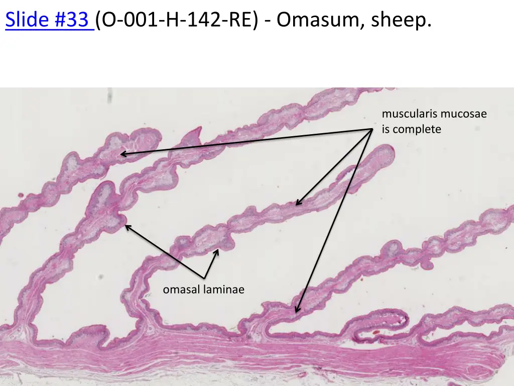 slide 33 o 001 h 142 re omasum sheep