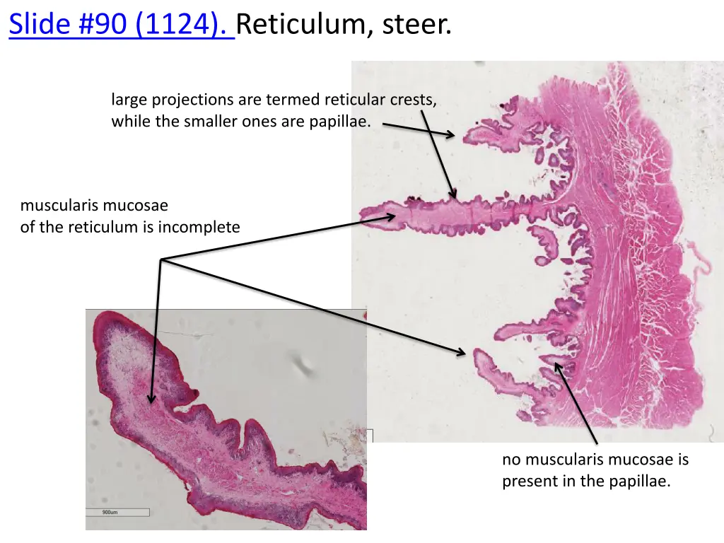 slide 90 1124 reticulum steer