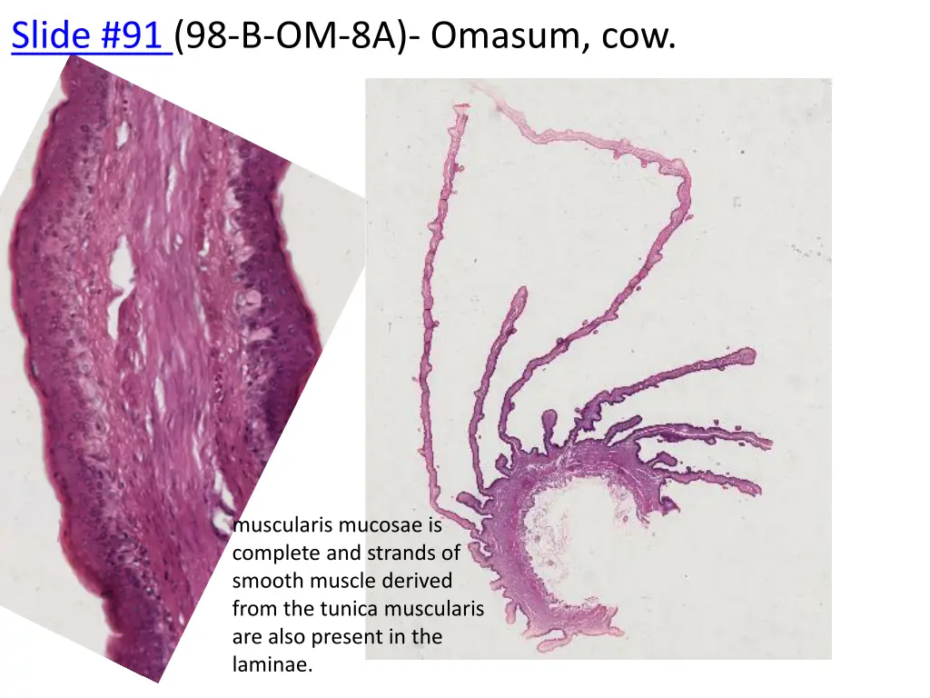 slide 91 98 b om 8a omasum cow