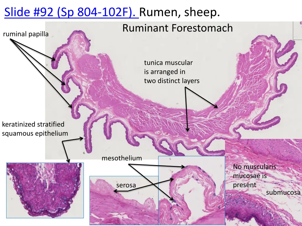 slide 92 sp 804 102f rumen sheep