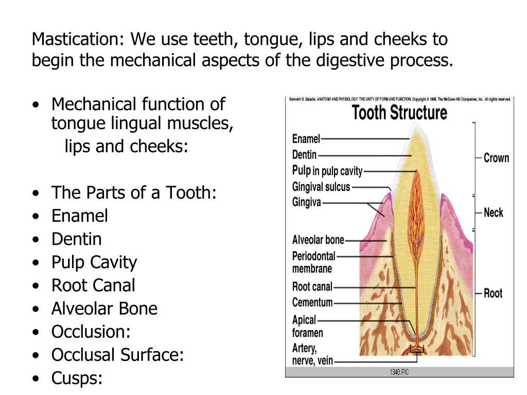 mastication we use teeth tongue lips and cheeks