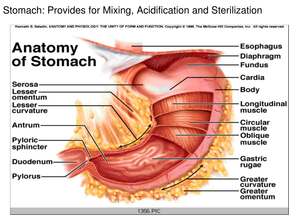 stomach provides for mixing acidification