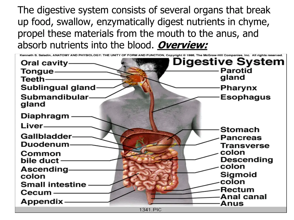 the digestive system consists of several organs