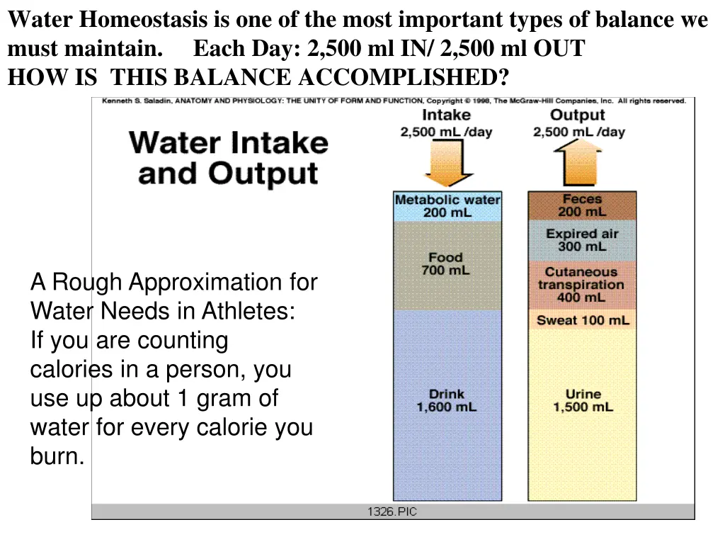 water homeostasis is one of the most important