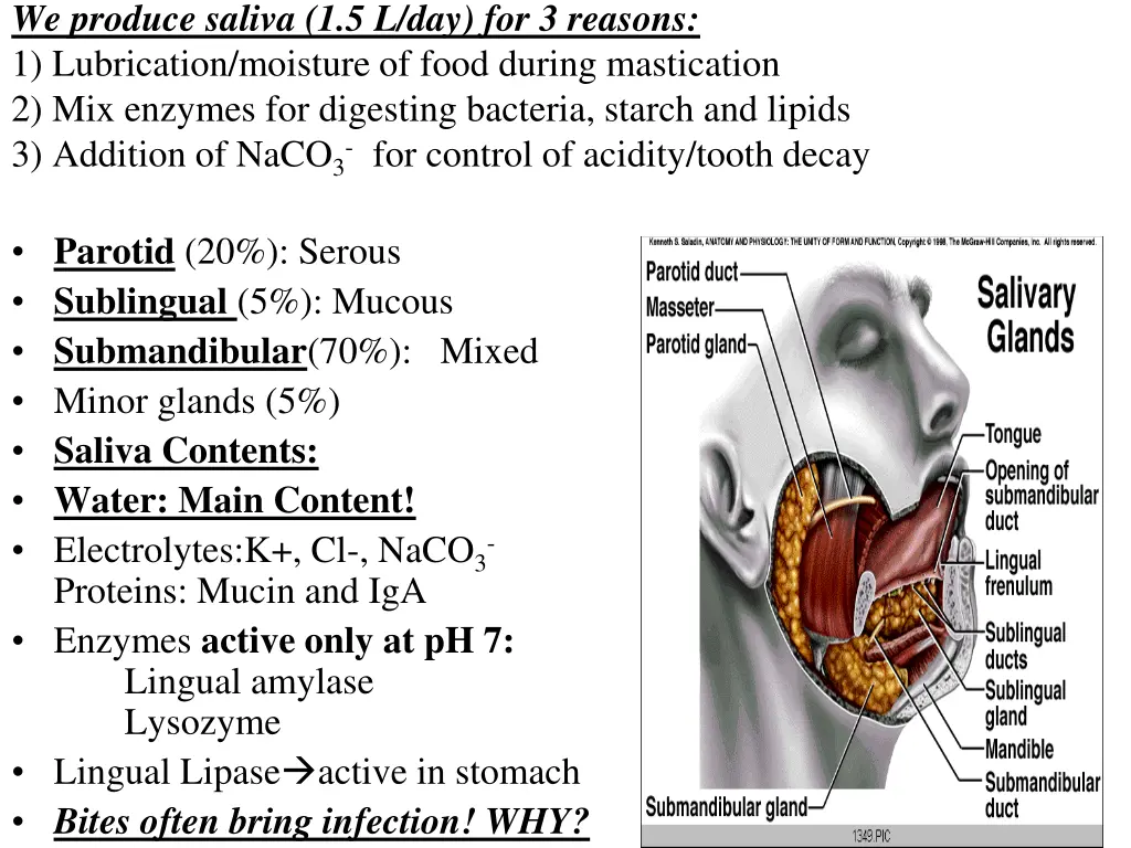 we produce saliva 1 5 l day for 3 reasons