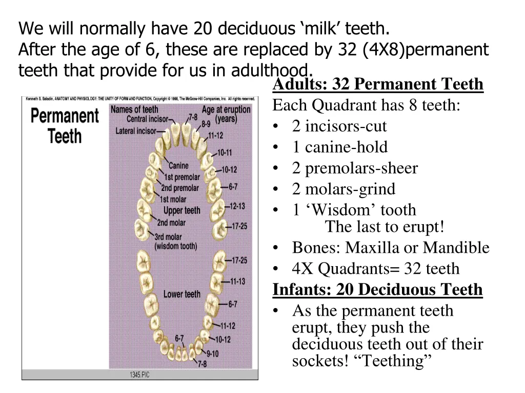 we will normally have 20 deciduous milk teeth