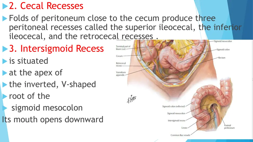 2 cecal recesses folds of peritoneum close