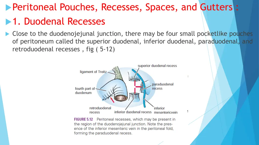 peritoneal pouches recesses spaces and gutters