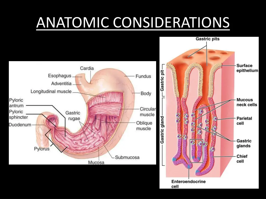 anatomic considerations