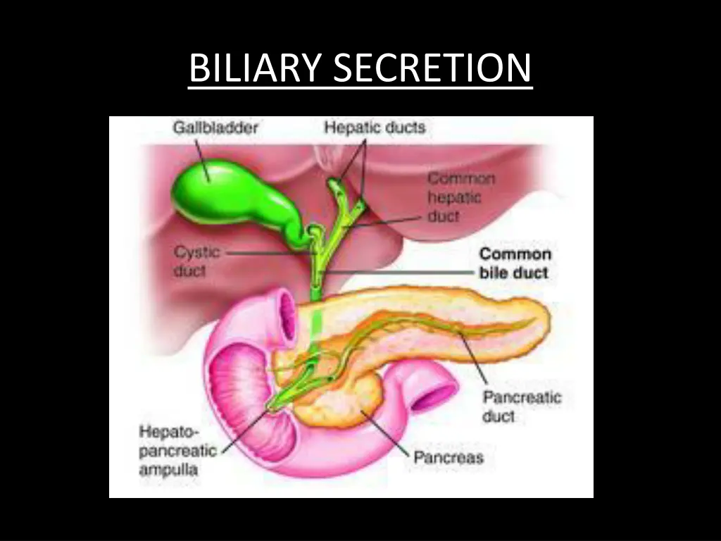 biliary secretion 1