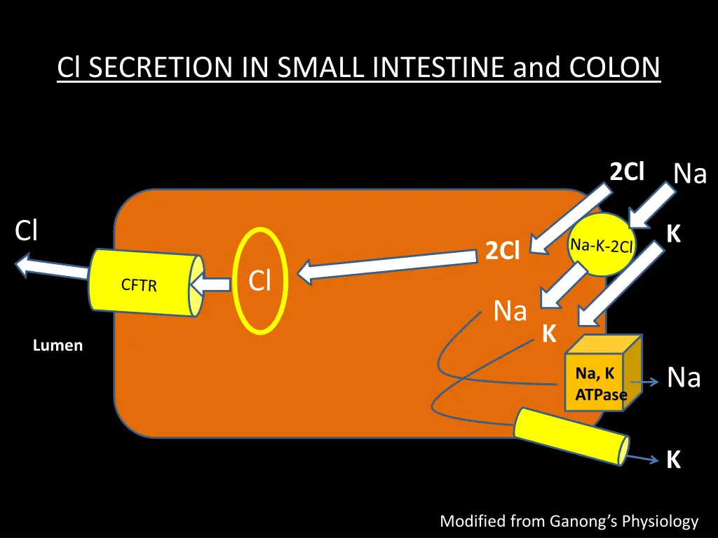 cl secretion in small intestine and colon