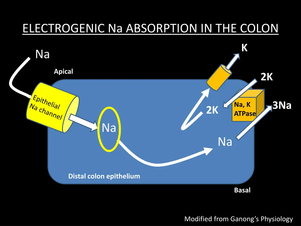 electrogenic na absorption in the colon