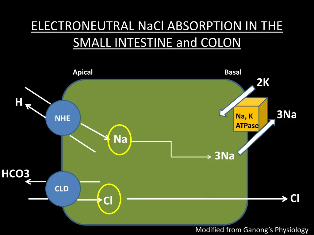 electroneutral nacl absorption in the small