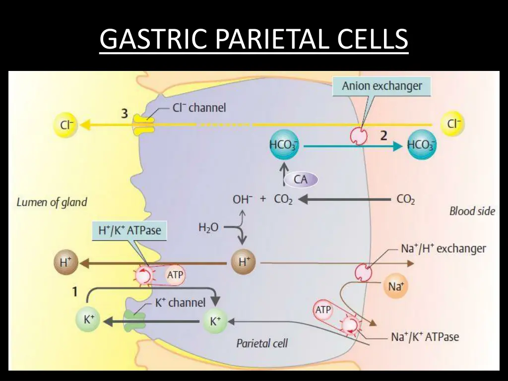 gastric parietal cells 1