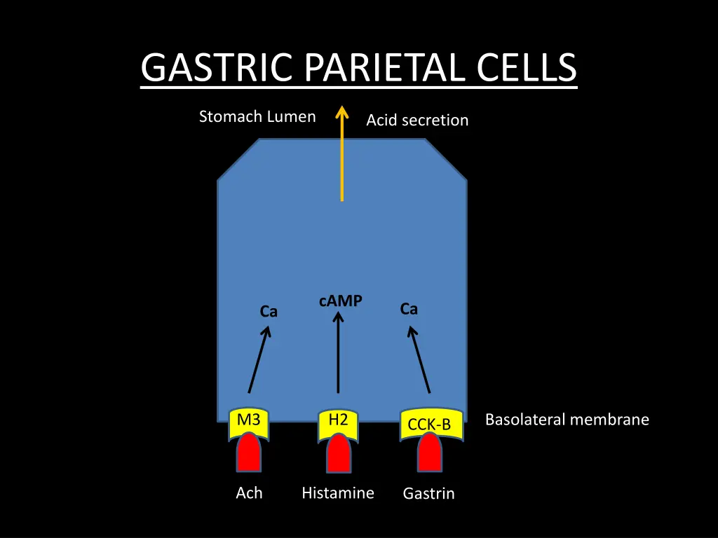 gastric parietal cells 2