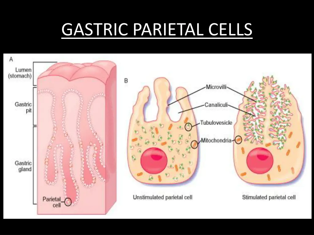 gastric parietal cells