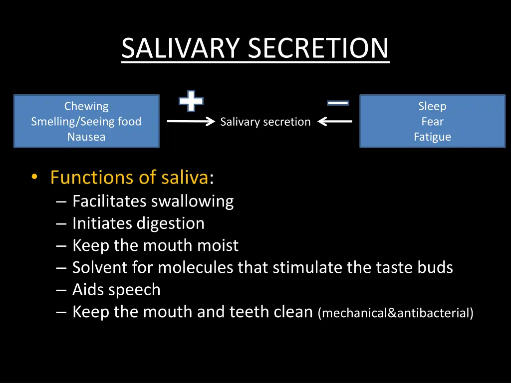 salivary secretion 2