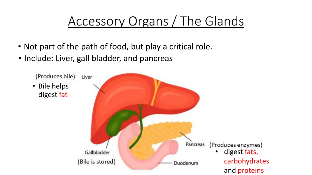 accessory organs the glands