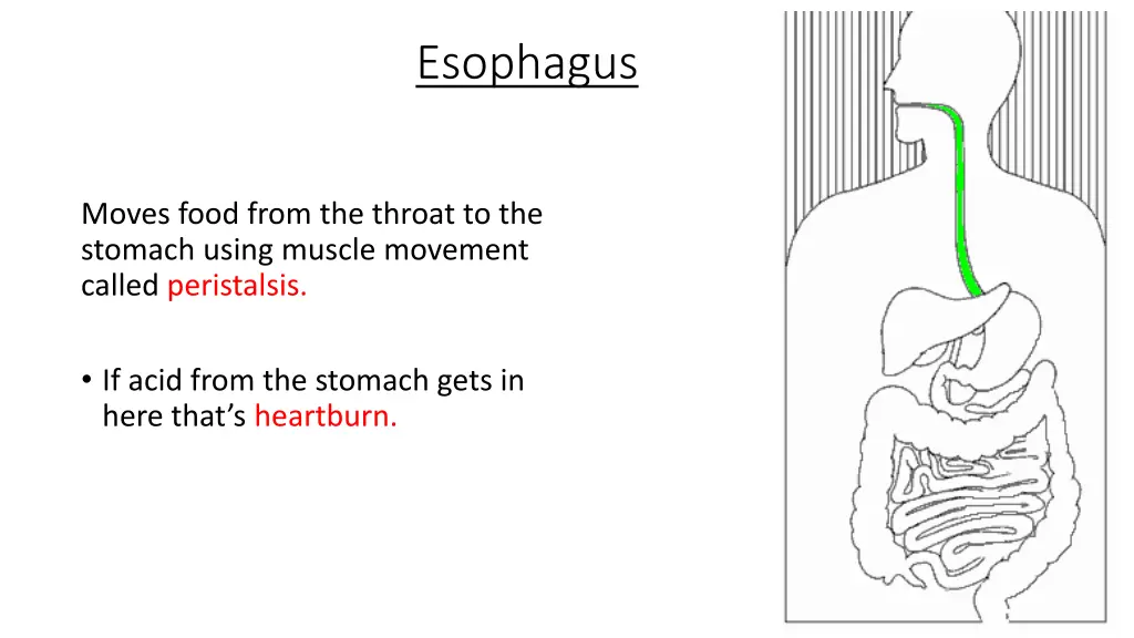 esophagus