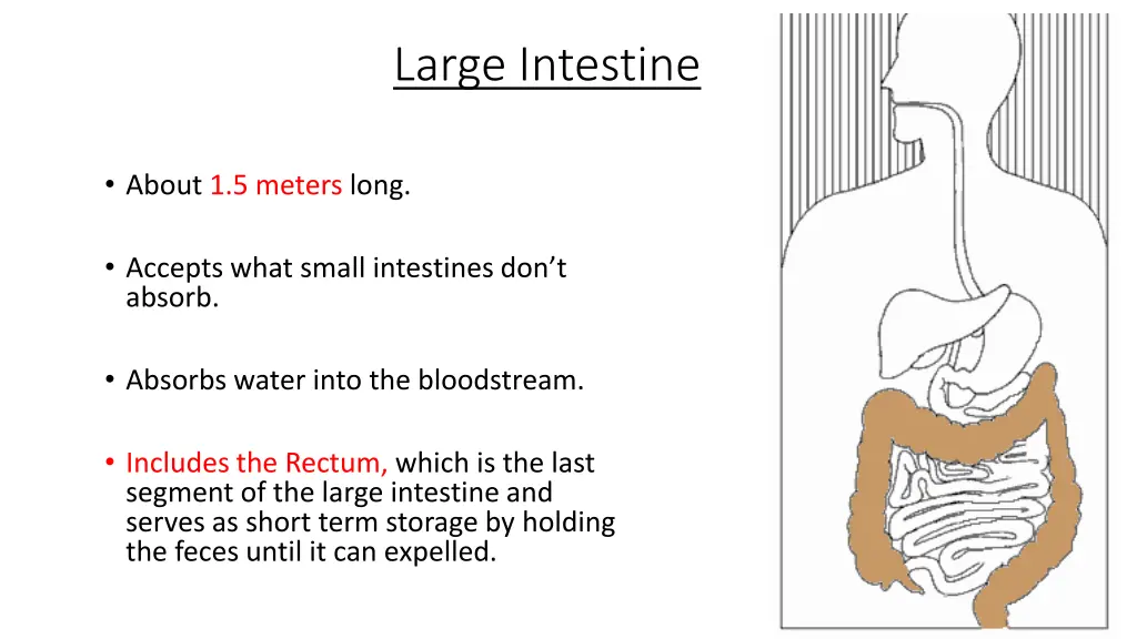 large intestine