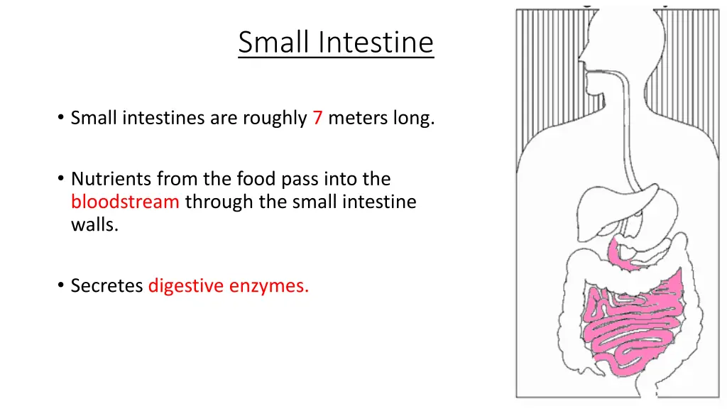 small intestine