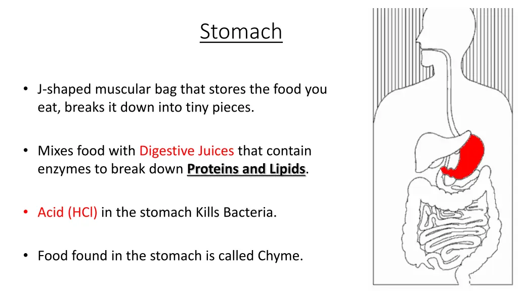 stomach