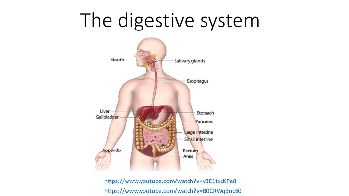 the digestive system