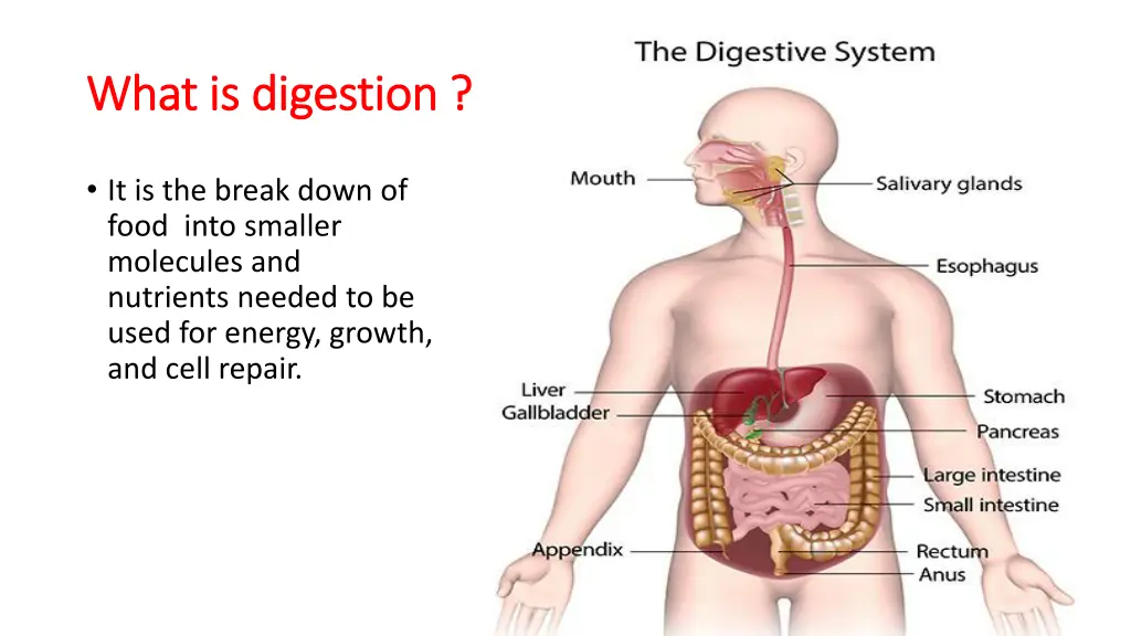 what is digestion what is digestion