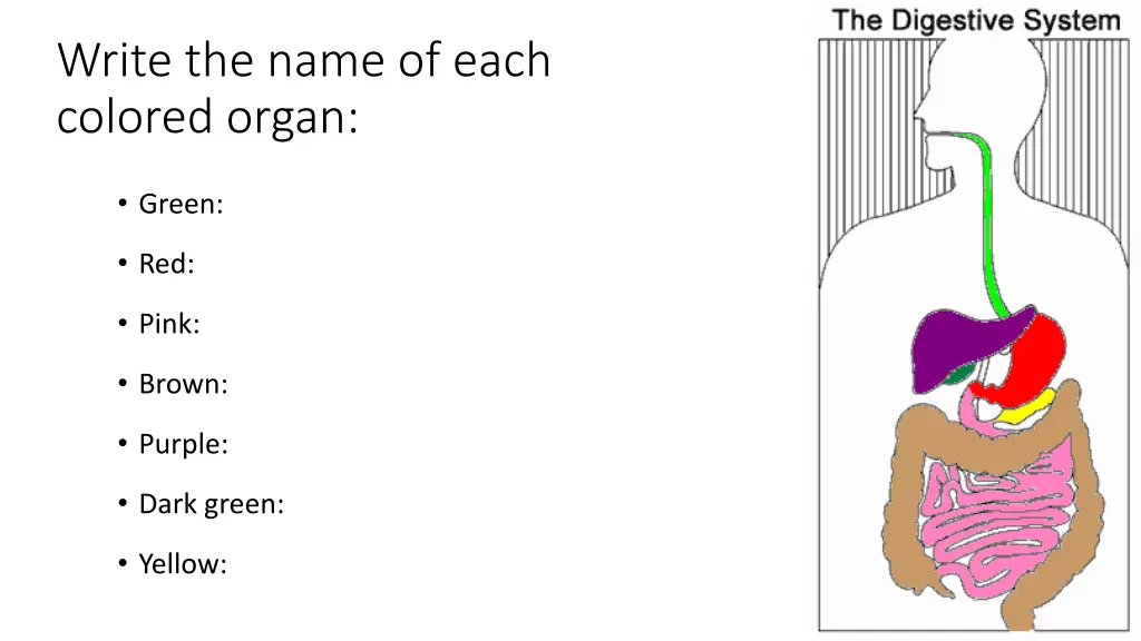 write the name of each colored organ