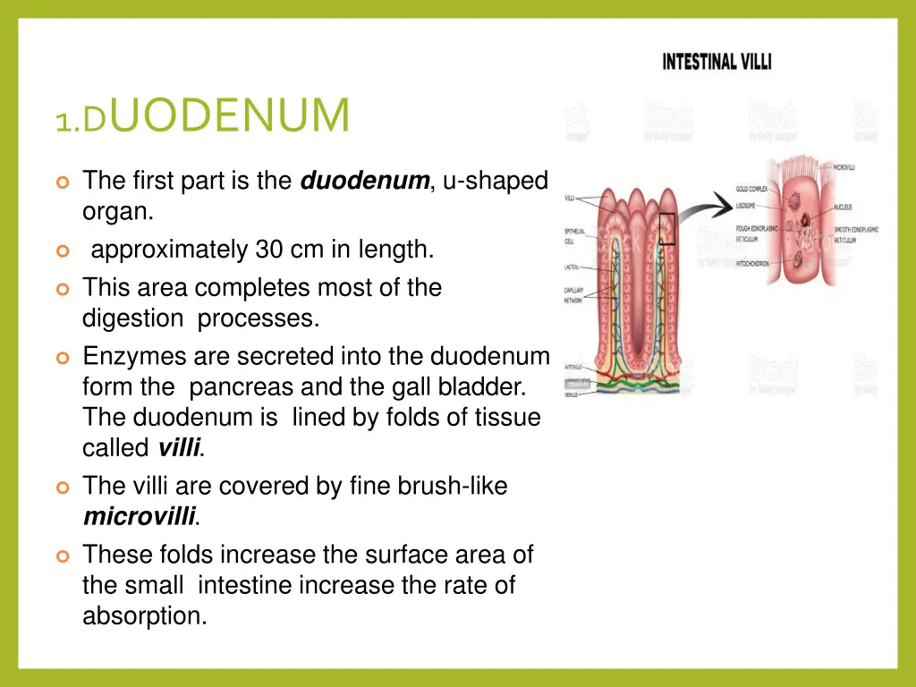 1 d uodenum