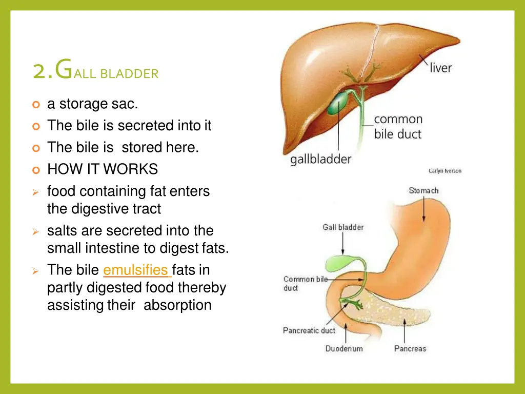 2 g all bladder