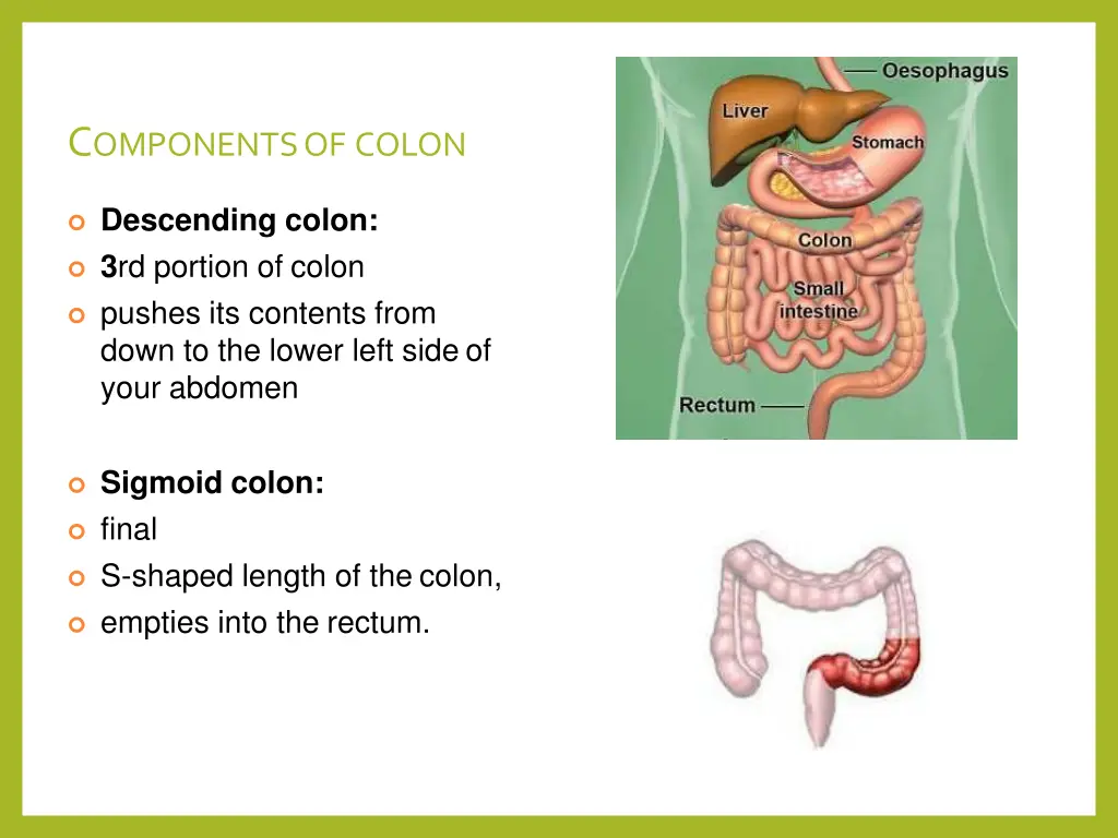 c omponents of colon 1