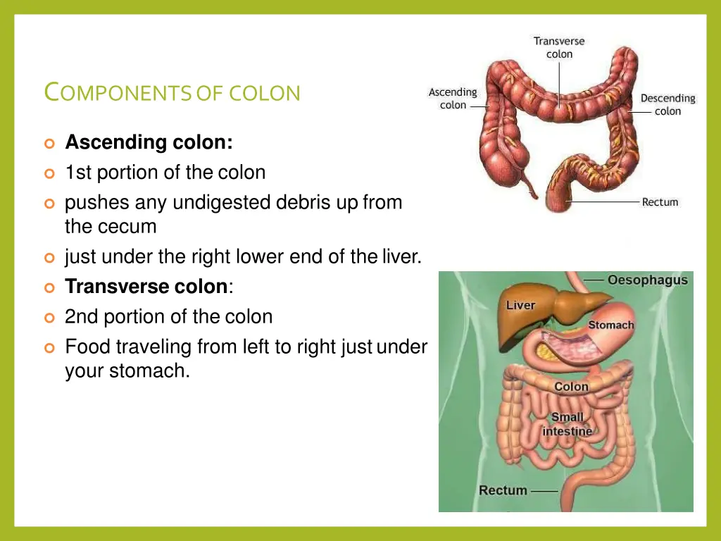 c omponents of colon